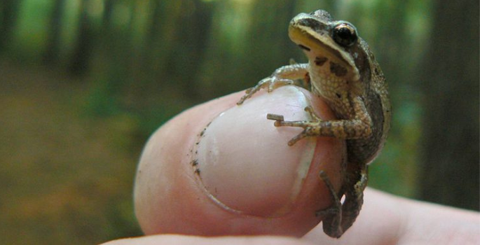 A small frog, a spring peeper, sits on the tip of someone's finger.
